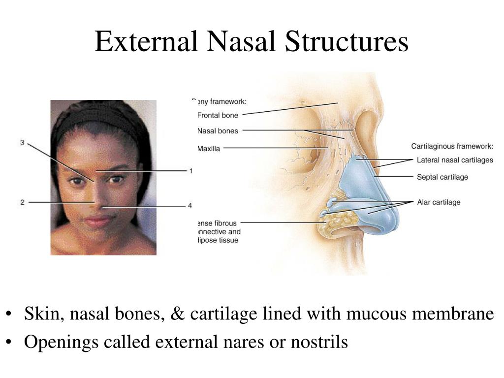 Nasal patch перевод. Экстернал. External nostrils. External Nasal defects methods of Reconstruction.