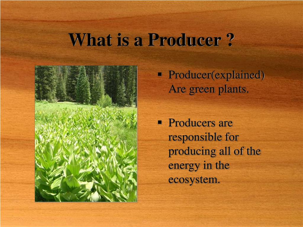 PPT The Role Of Producers In An Ecosystem PowerPoint Presentation 