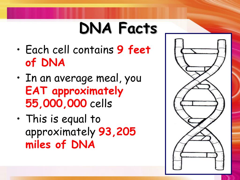 Each cell. Facts of DNA. DNA Worksheets. About DNA for children. Dna2279.