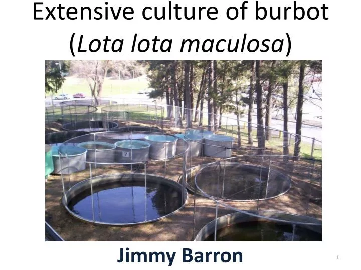 extensive culture of burbot lota lota maculosa n.