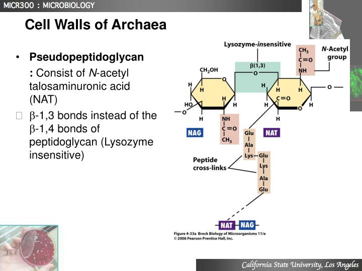 PPT - Lecture 3 Structure and Function of Prokaryotes ...