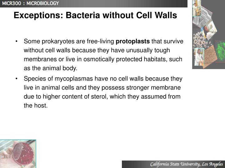 PPT Lecture 3 Structure And Function Of Prokaryotes PowerPoint 