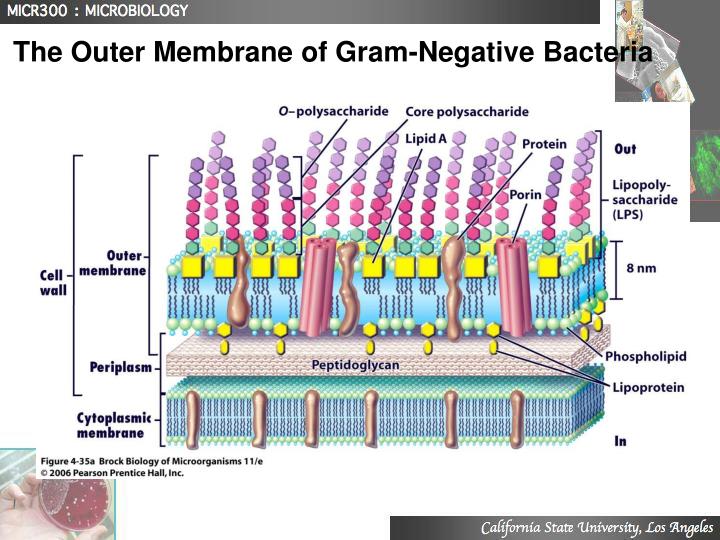 PPT - Lecture 3 Structure and Function of Prokaryotes PowerPoint ...