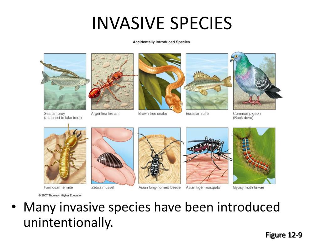 What Are Invasive Species Definition