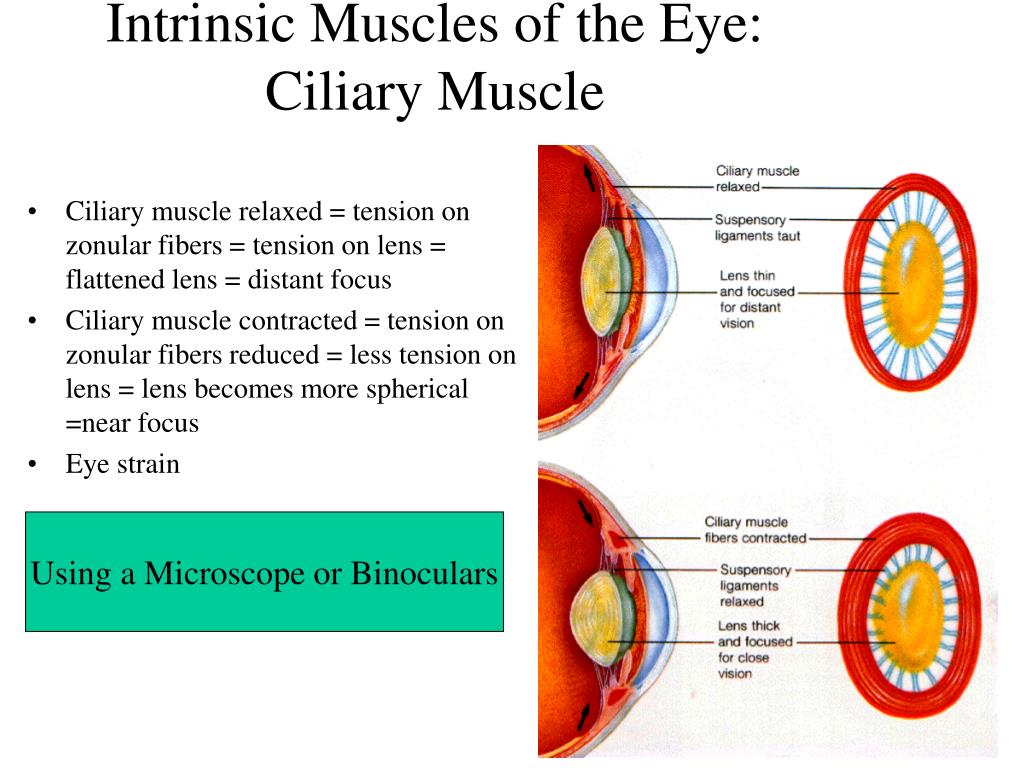 Ppt Glaucoma And Glaucoma Test Powerpoint Presentation Free Download Id 317978