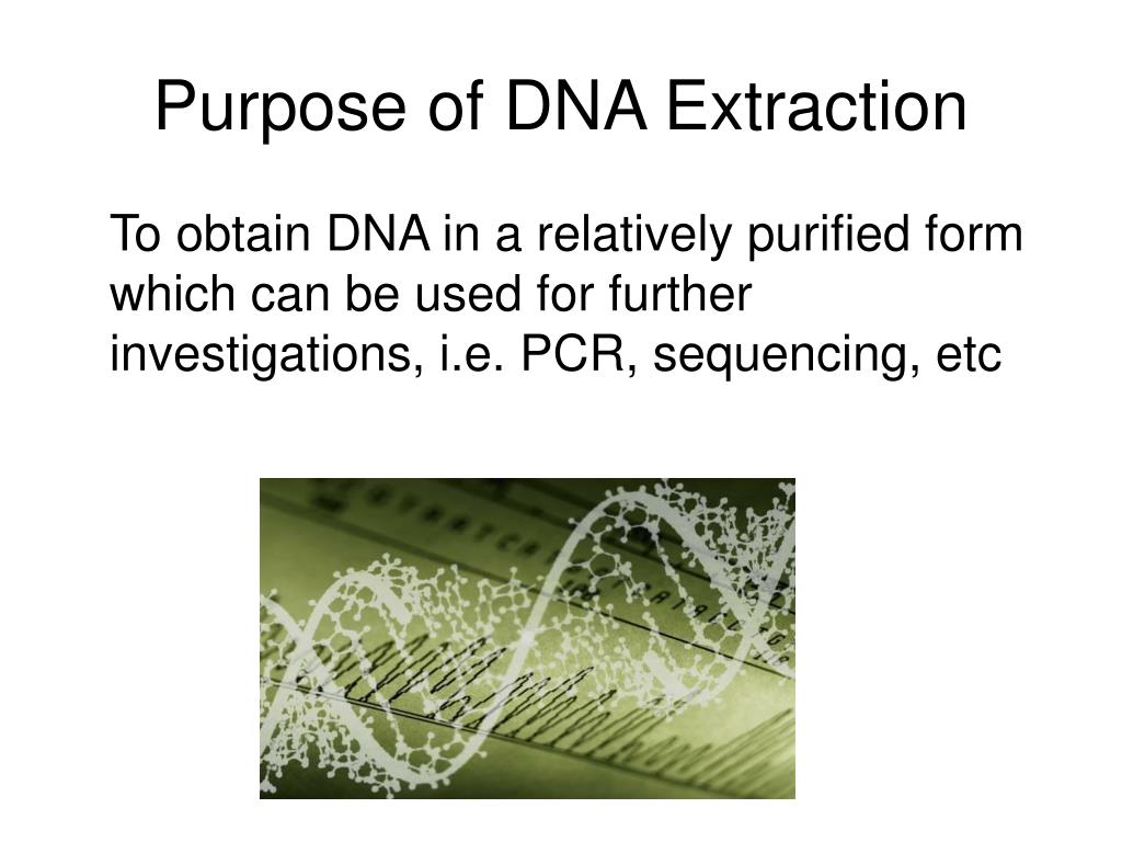 PPT DNA Extraction PowerPoint Presentation, free download ID318178