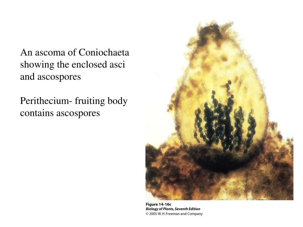 PPT - Ascomycetes: Phylum Ascomycota PowerPoint Presentation, free