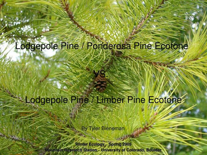 PPT Lodgepole Pine / Ponderosa Pine Ecotone PowerPoint Presentation