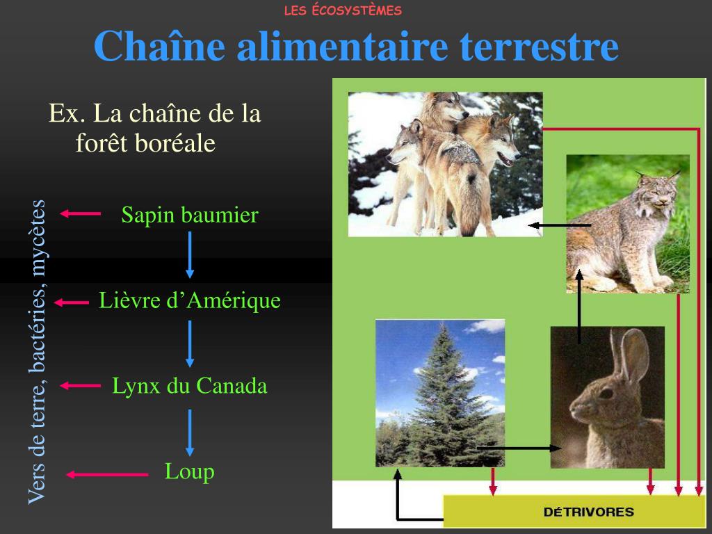 PPT - Les écosystèmes PowerPoint Presentation, free download - ID:319547