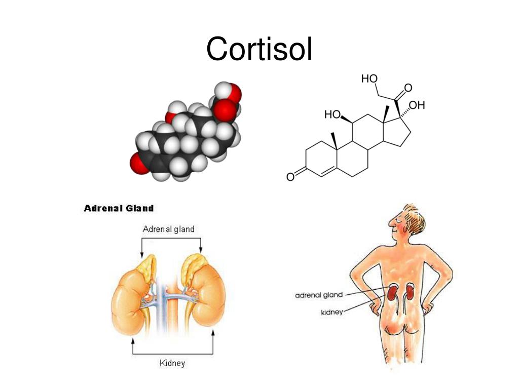 Кортизол снижается