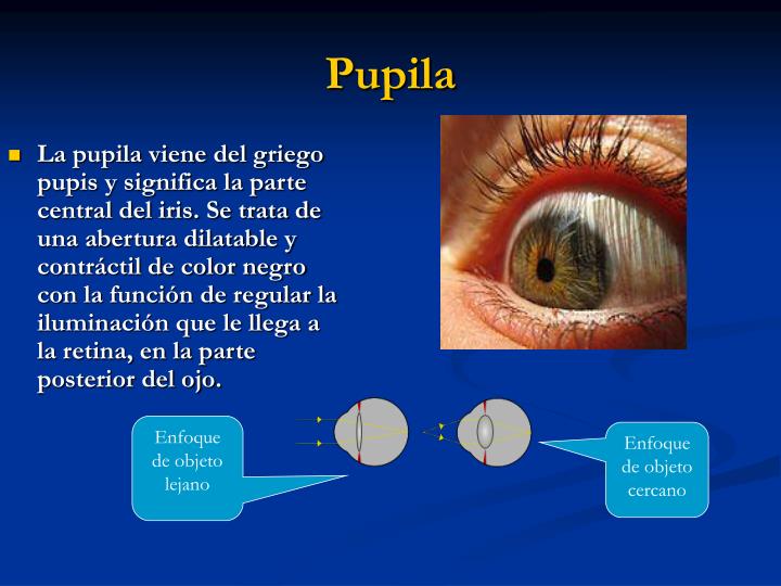 PPT - El ojo humano PowerPoint Presentation - ID:320068
