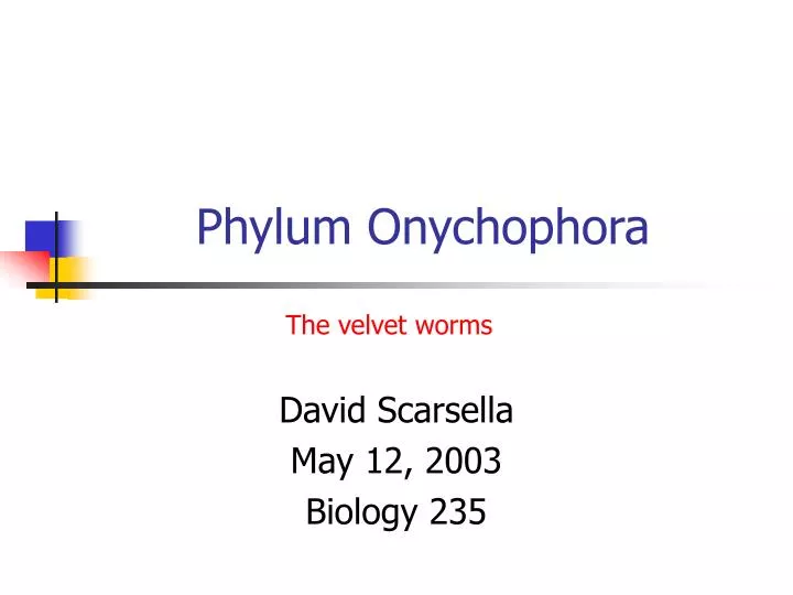phylum onychophora n.