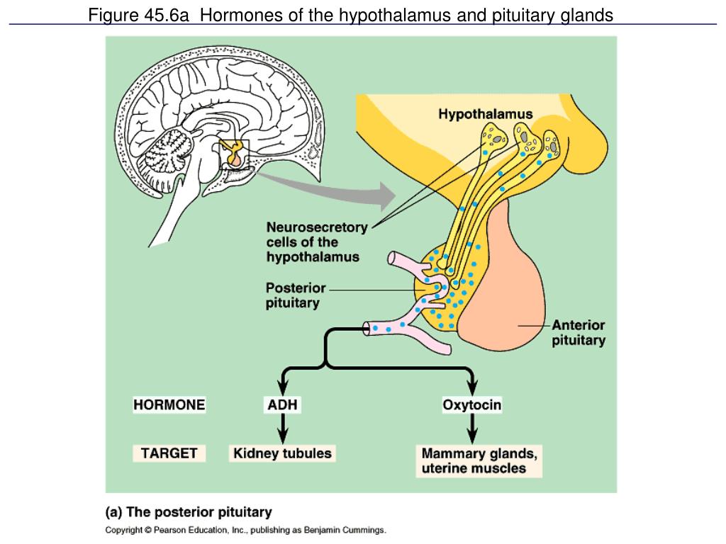 Гормоны гипофиза окситоцин. Pituitary Gland vasopressin. Гипоталамус. Posterior pituitary. Вазопрессин гипоталамус функции.