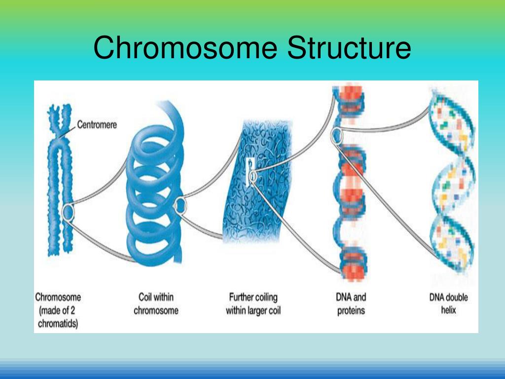 Can Changes In The Structure Of Chromosomes Affect Health