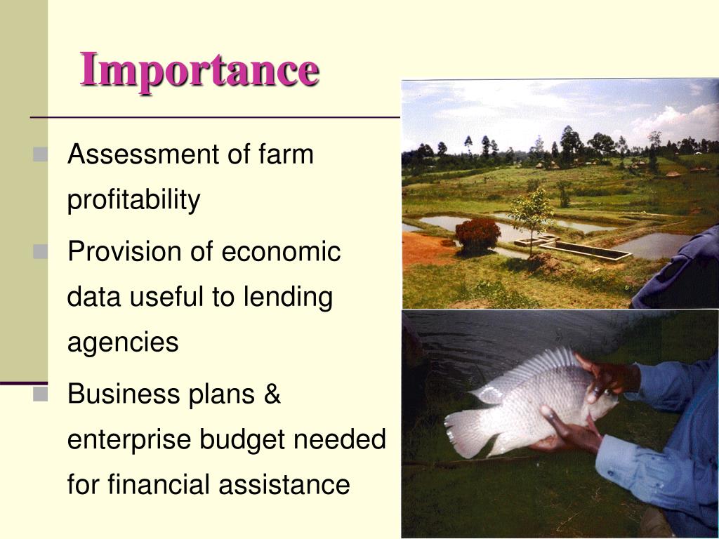 fish selling business plan in kenya