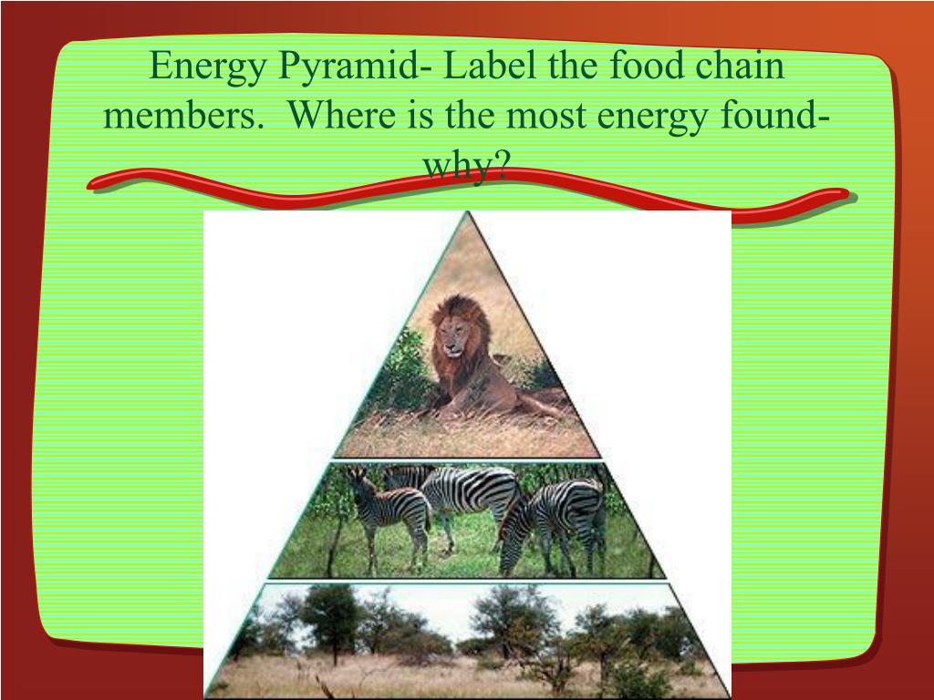 Food Chains and Energy Pyramids PowerPoint Presentation free Biology Diagrams