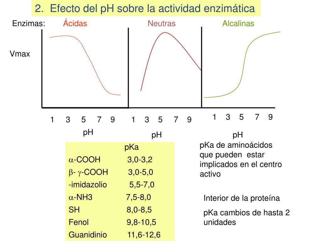 PPT - Tema 18. Condiciones de la actividad enzimática: Dependencia de