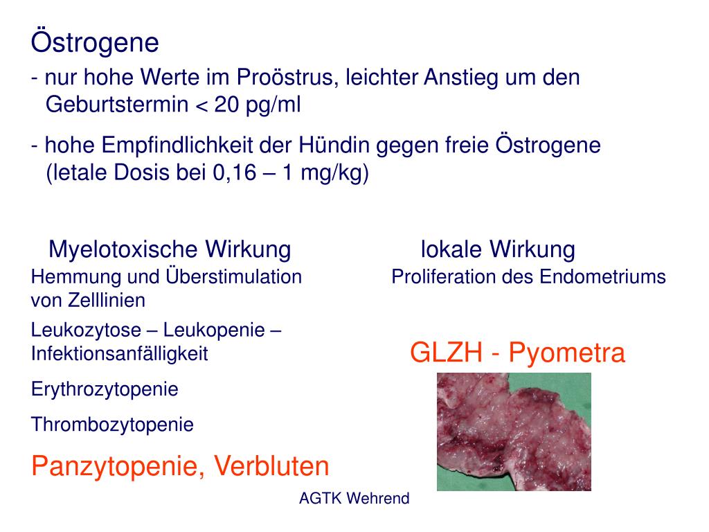 PPT Vorlesung Fortpflanzung Wintersemester 2006/7, 5. Fachsemester