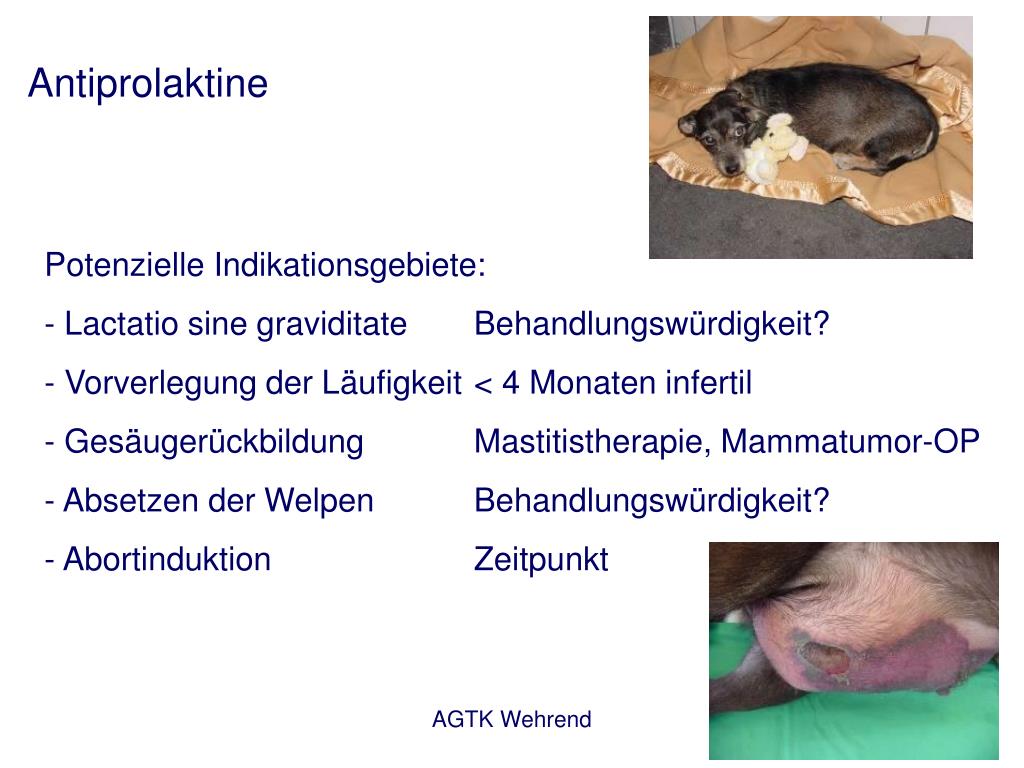 PPT Vorlesung Fortpflanzung Wintersemester 2006/7, 5. Fachsemester
