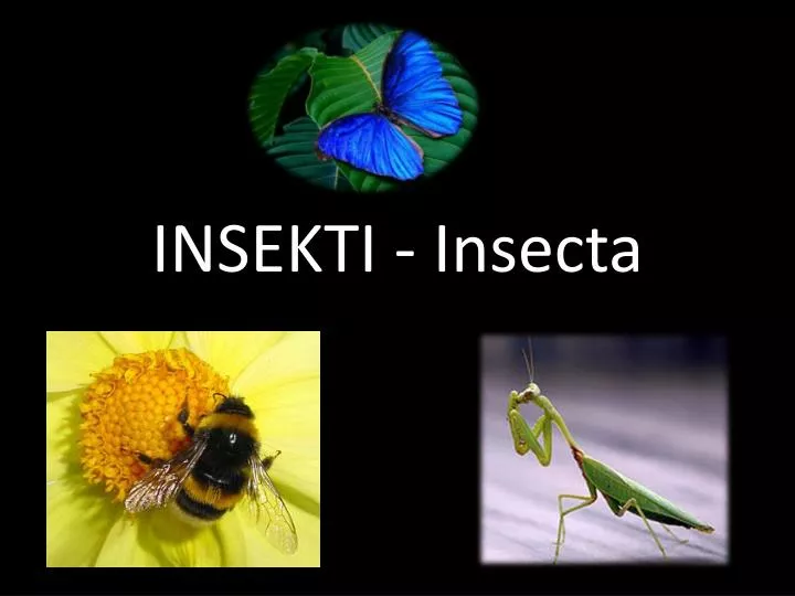 insekti insecta n.