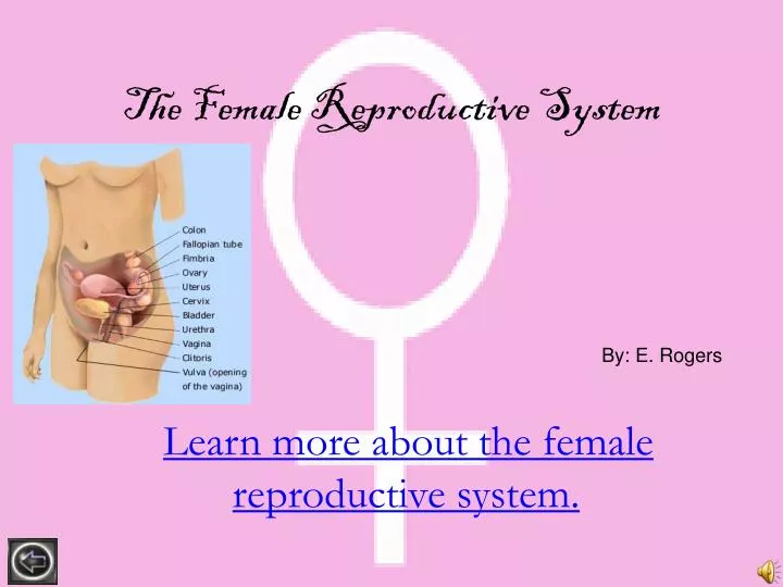 the female reproductive system n.