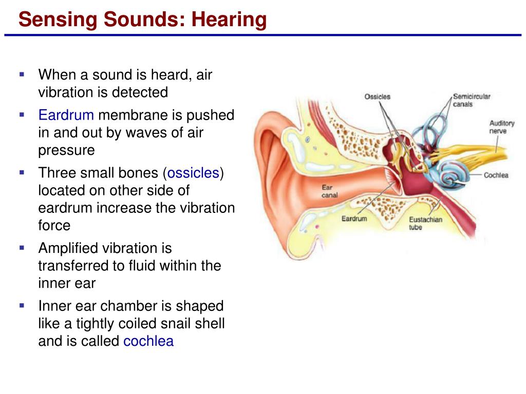 Call you to hearing. Logically Sound. Hearing или to hear. The sense of hearing. Hearing перевод.