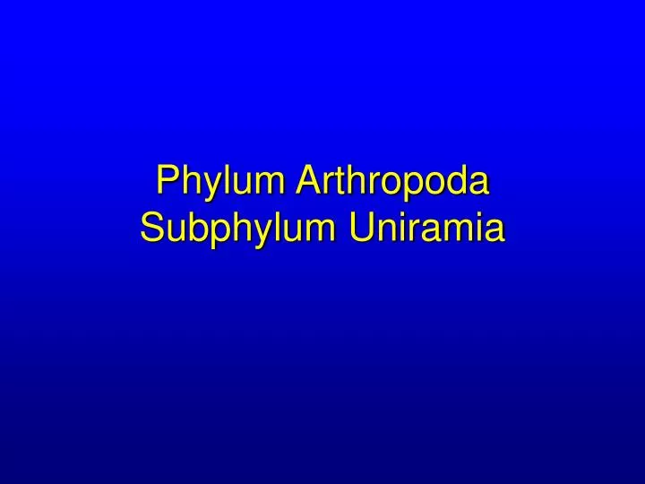 phylum arthropoda subphylum uniramia n.