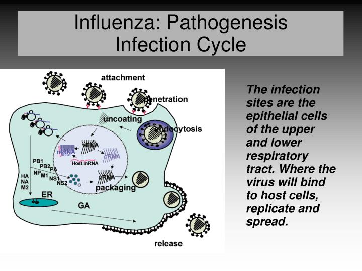 PPT - Influenza: Pathogenesis Overview PowerPoint Presentation - ID:327606