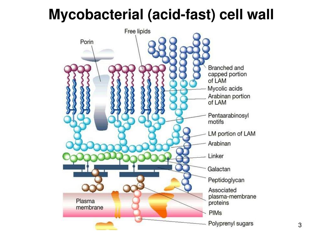 PPT - Mycobacteria PowerPoint Presentation, free download - ID:328083
