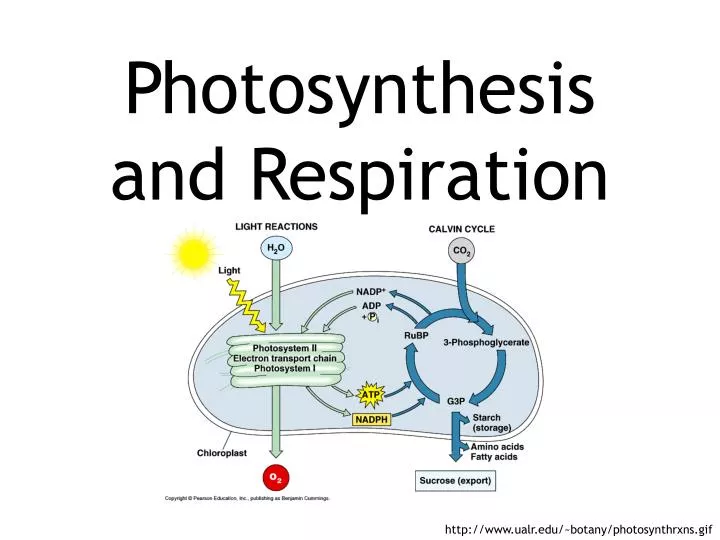 photosynthesis and respiration n.