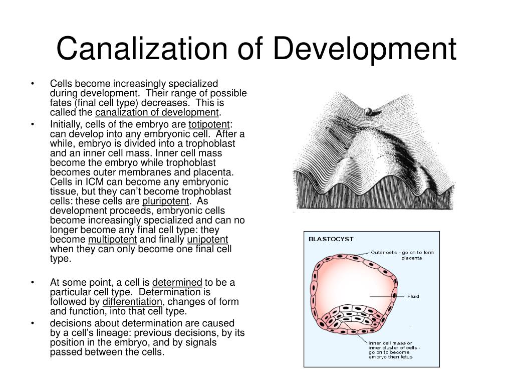 canalized development hypothesis