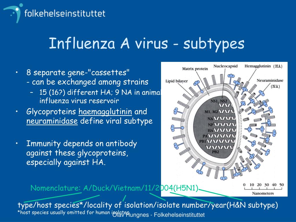 nueraminidase influenza research Read this science research paper and over 88,000 other research documents influenza influenza, also known as “the flu,” is a virus that infects the respiratory tract. nueraminidase influenza research Read this science research paper and over 88,000 other research documents influenza influenza, also known as “the flu,” is a virus that infects the respiratory tract.