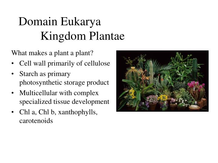 domain eukarya kingdom plantae n.