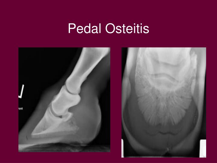 PPT Equine Imaging PowerPoint Presentation ID330603