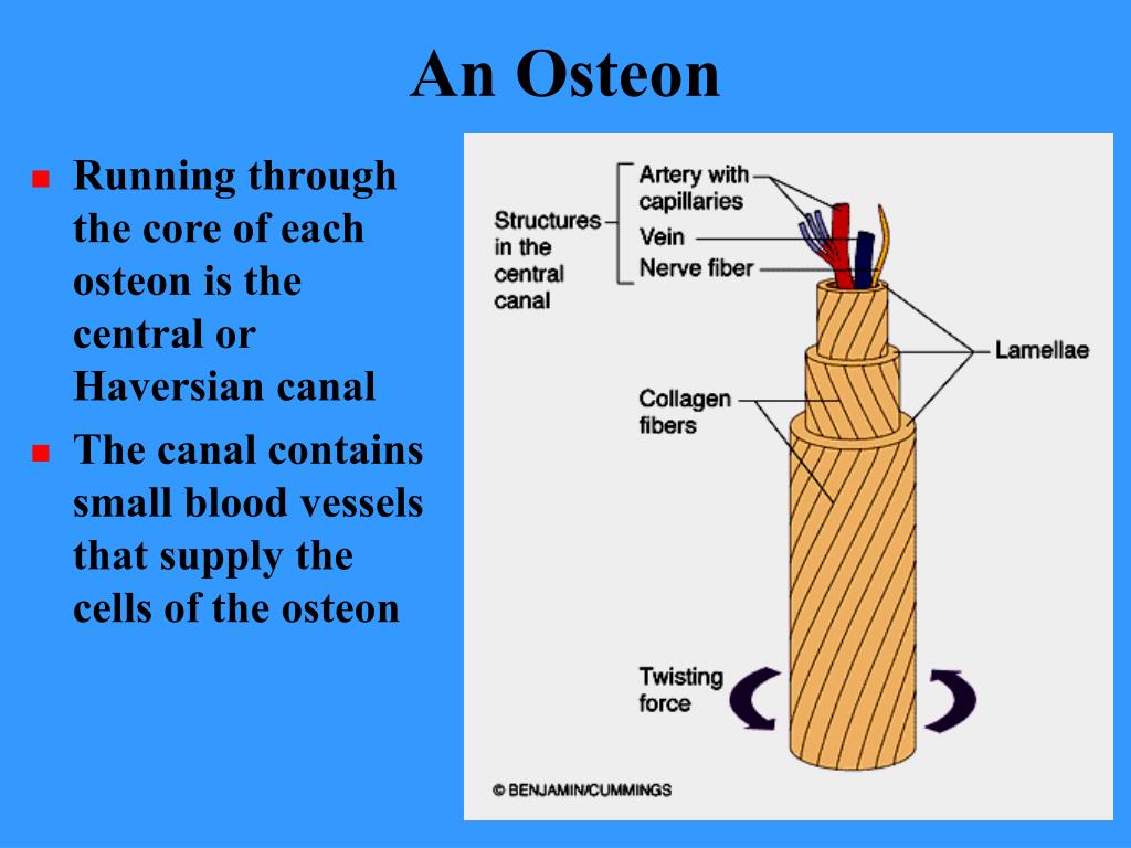PPT - BONES AND BONE TISSUES PowerPoint Presentation, free download Are The Telescoping Tubes Of Matrix Concentric Lamellae