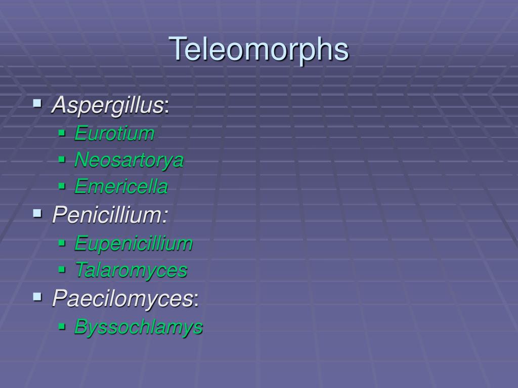 PPT - Filamentous Ascomycetes Eurotiales and Allied Taxa PowerPoint Presentation - ID:332343