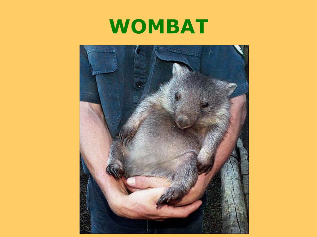 Wombat перевод. Животные Австралии вомбат презентация. Вомбат сумка. Вомбат кубики.