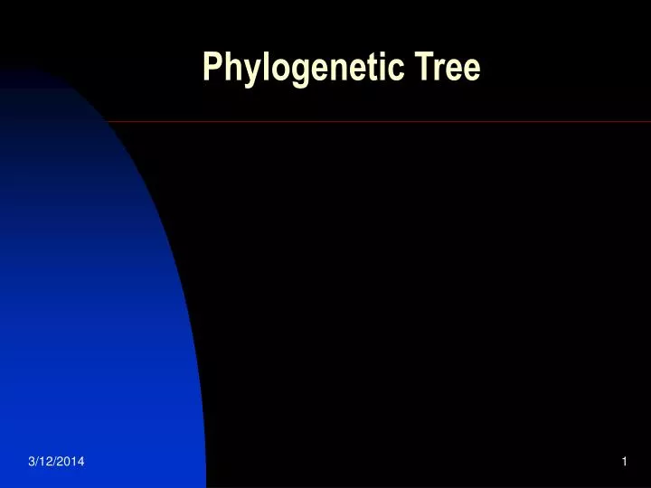 phylogenetic tree n.