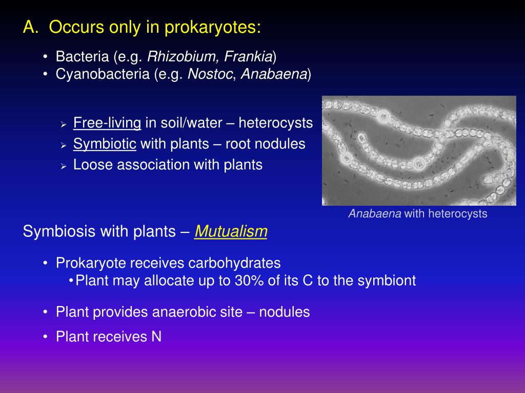 PPT - Plant-Microbe Interactions PowerPoint Presentation, free download