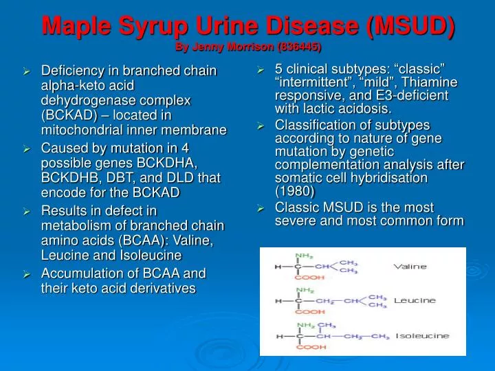 maple syrup urine disease msud by jenny morrison 836445 n.