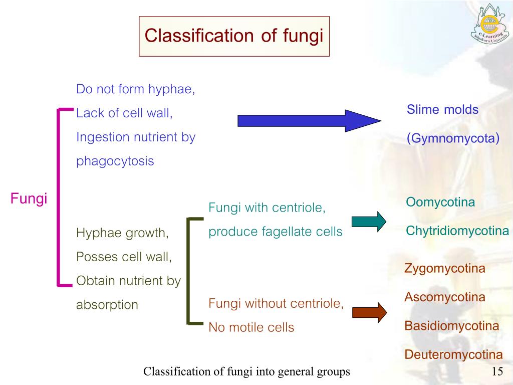 PPT - Classification of fungi into general groups PowerPoint ...