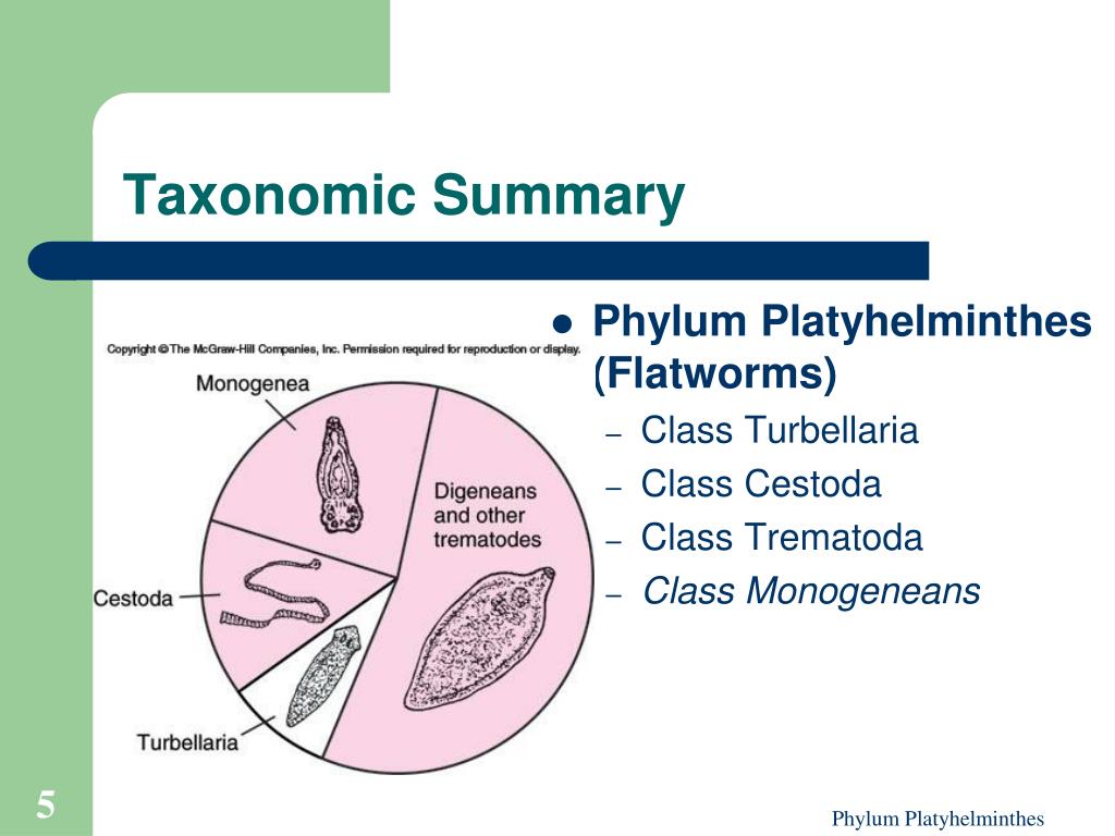 Phylum platyhelminthes taxonómia - theselection.hu