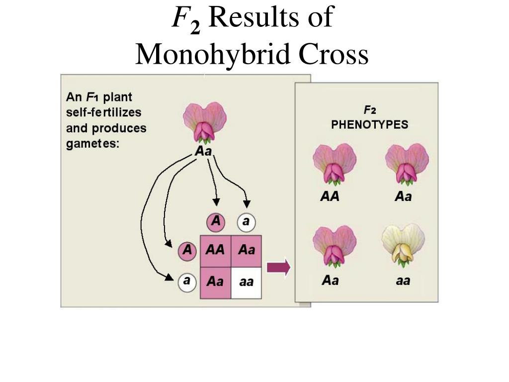 Моногибрид. Monohybrid Cross. Monohybrid Crossing. Monohybrid Flouse. Monohybrid and Dihybrid Croses.