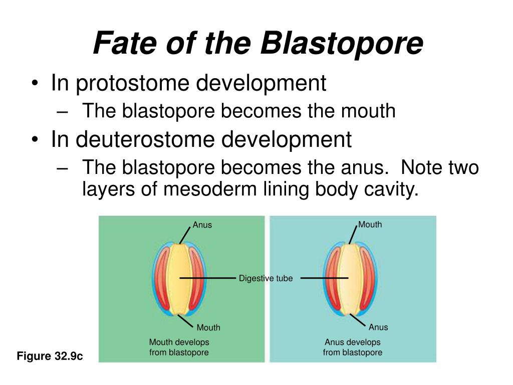 blastopore develops into mouth