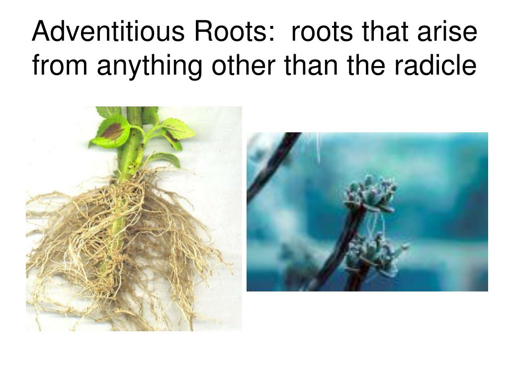 Plant body. Adventitious root Systems. Root inducing. Radicle Tips.