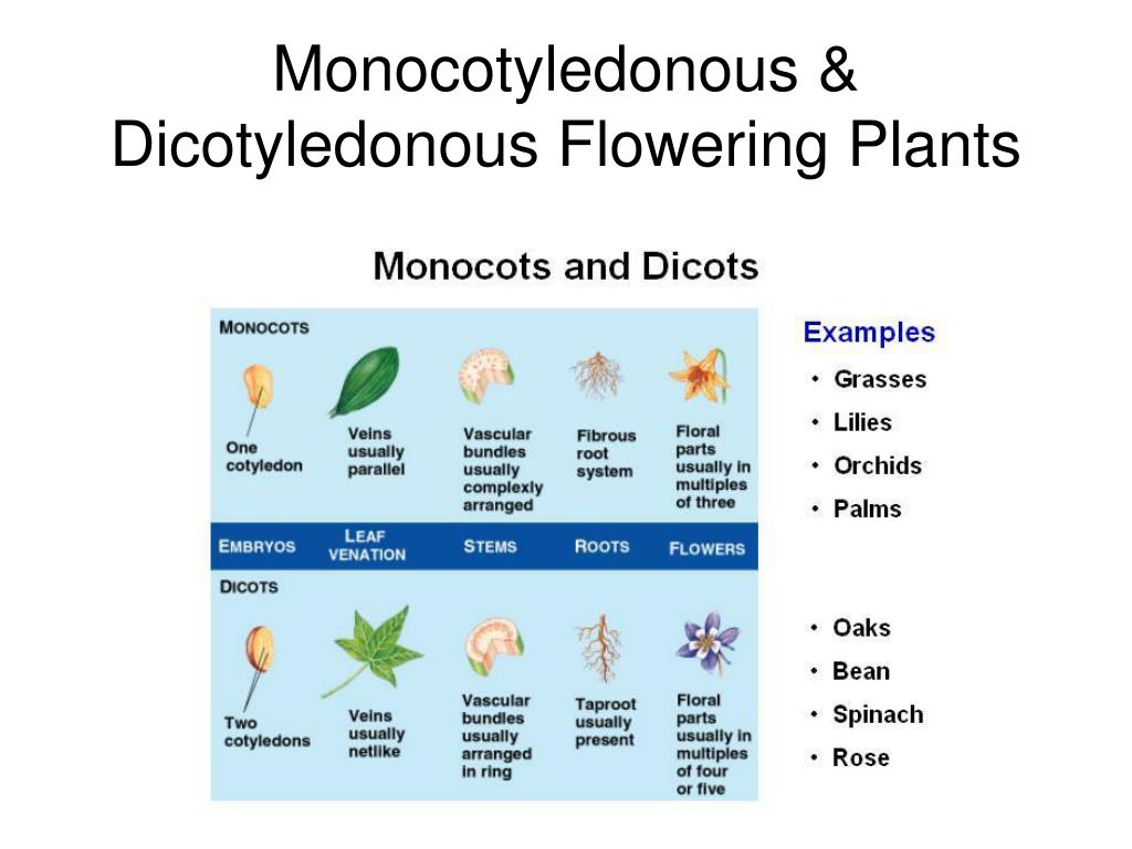 Plant body. Monocots. Monocotyledones and Dicotyledons. Monocots examples. Seeds of dicotyledonous Plants.