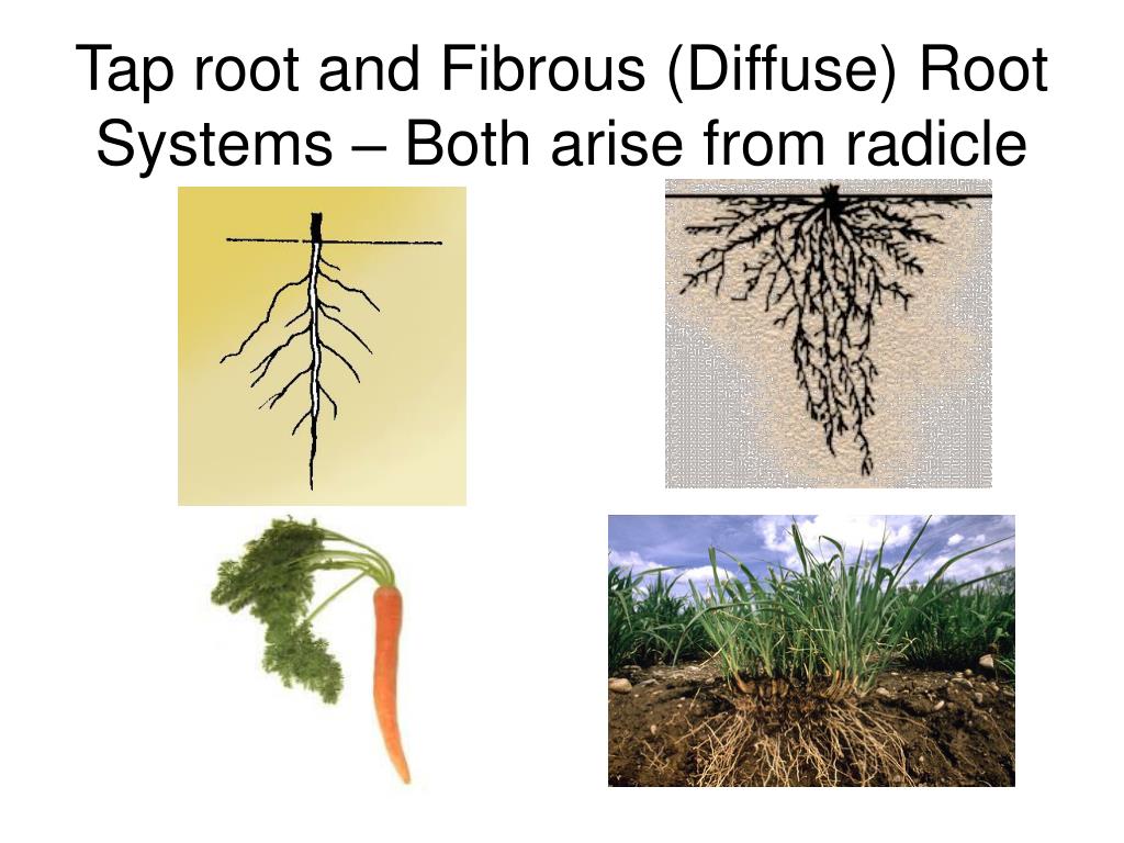 Plant body. Fibrous root. Taproot root. Fibrous and Taproot roots. Tap root and fibrous root.