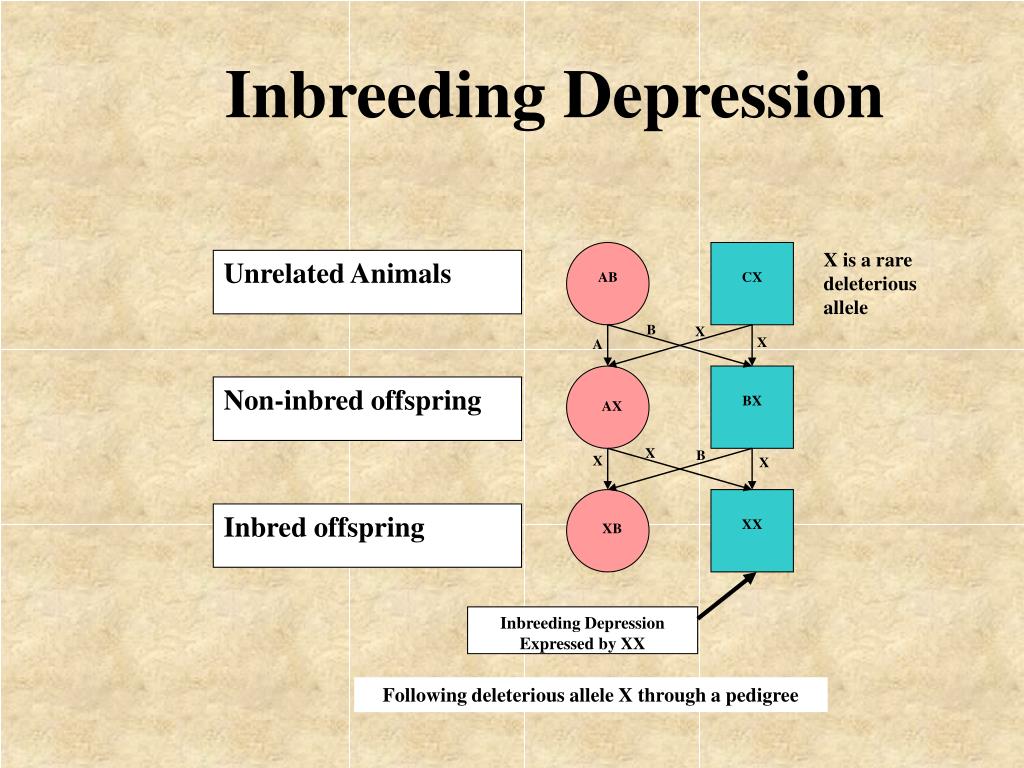 case study inbreeding depression