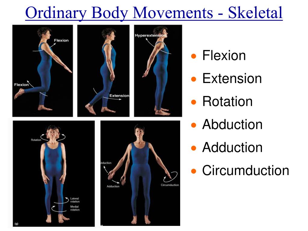 PPT - Chapter 6 The Muscle Anatomy PowerPoint Presentation, free