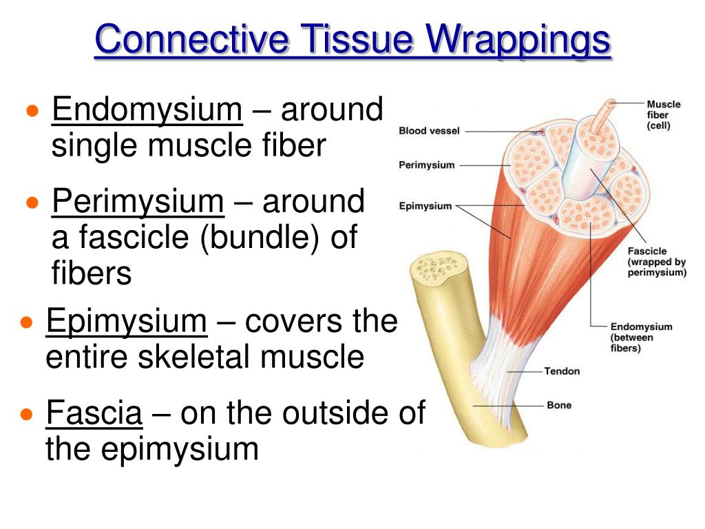PPT - Chapter 6 The Muscle Anatomy PowerPoint Presentation, free